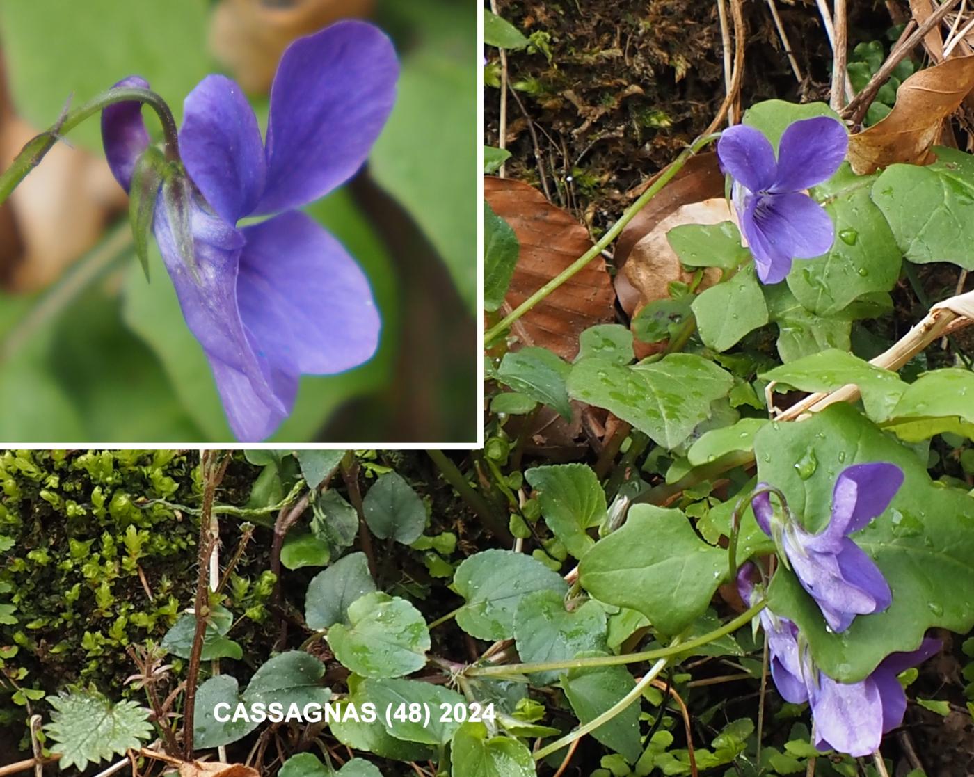 Violet, Early Dog flower